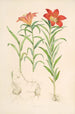 Lilium Davuricum - Walter Hood Fitch — weergave van het kunstwerk