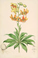 Lilium Hansoni - Walter Hood Fitch — weergave van het kunstwerk