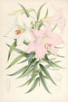 Lilium Japonicum - Walter Hood Fitch — weergave van het kunstwerk