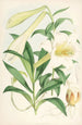 Lilium Neilgherriense - Walter Hood Fitch — weergave van het kunstwerk