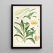 Lilium Neilgherriense - Walter Hood Fitch — ingelijst kunstwerk aan de muur