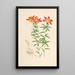 Lilium Philadelphicum - Walter Hood Fitch — ingelijst kunstwerk aan de muur