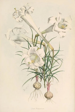 Walter Hood Fitch - Lilium Philipinense.webp