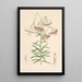 Lilium Polyphyllum - Walter Hood Fitch — ingelijst kunstwerk aan de muur
