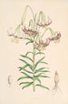 Lilium Polyphyllum - Walter Hood Fitch — weergave van het kunstwerk