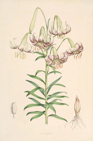 Walter Hood Fitch - Lilium Polyphyllum.webp