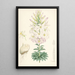 Lilium Washingtonianum - Walter Hood Fitch — ingelijst kunstwerk aan de muur