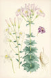 Lilium Washingtonianum var purpureum - Walter Hood Fitch — weergave van het kunstwerk