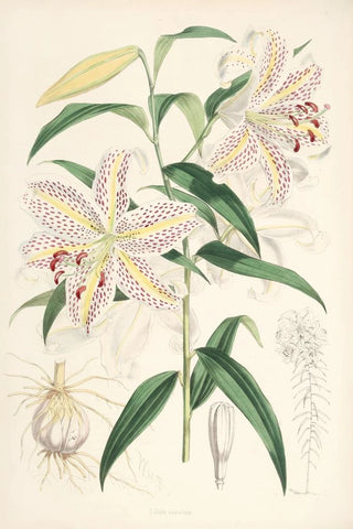 Walter Hood Fitch - Lilium auratum.webp