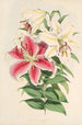 Lilium auratum var Parkmanm - Walter Hood Fitch — weergave van het kunstwerk