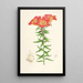 Lilium bulbiferum - Walter Hood Fitch — ingelijst kunstwerk aan de muur