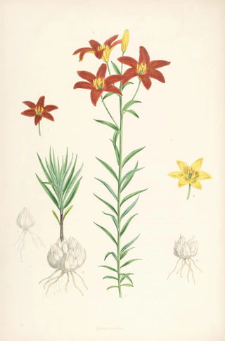 Walter Hood Fitch - Lilium concolor.webp