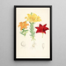 Lilium elegans var alutaceum - Walter Hood Fitch — ingelijst kunstwerk aan de muur