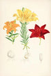 Lilium elegans var alutaceum - Walter Hood Fitch — weergave van het kunstwerk
