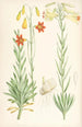 Lilium maritimum - Walter Hood Fitch — weergave van het kunstwerk