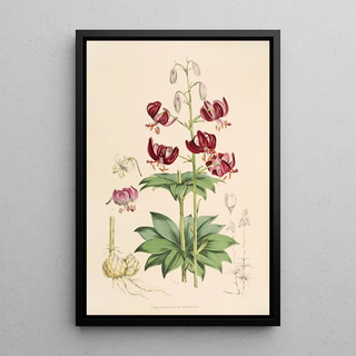 Walter Hood Fitch - Lilium martagon var dalmaticum.webp