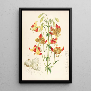 Walter Hood Fitch - Lilium pardalinum.webp