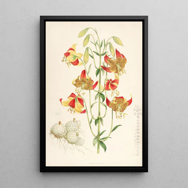 Walter Hood Fitch - Lilium pardalinum.webp