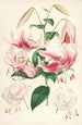 Lilium speciosum - Walter Hood Fitch — weergave van het kunstwerk