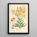 Lilium superbum - Walter Hood Fitch — framed artwork on a wall