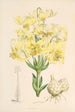Lilium testaceum - Walter Hood Fitch — weergave van het kunstwerk