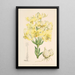 Lilium testaceum - Walter Hood Fitch — ingelijst kunstwerk aan de muur