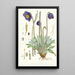 Meconopsis Simplicifolia H f en T - Walter Hood Fitch | Schilderij — ingelijst kunstwerk aan de muur