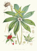 Paris Polyphylla Smit - Walter Hood Fitch — weergave van het kunstwerk