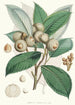 Quercus Lamellosa Ham - Walter Hood Fitch — weergave van het kunstwerk