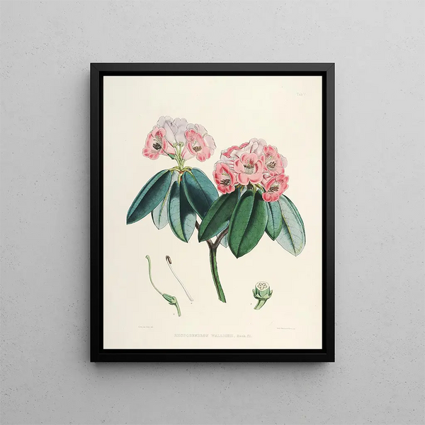 Walter Hood Fitch - The Rhododendrons of SikkimHimalaya Pl05.webp