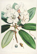 De rhododendrons van de Himalaya van Sikkim Pl11 - Walter Hood Fitch — weergave van het kunstwerk