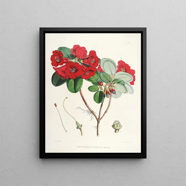 Walter Hood Fitch - The Rhododendrons of SikkimHimalaya Pl12.webp