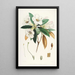 Himalaya Rhododendrons van Sikkim Pl18 - Walter Hood Fitch — ingelijst kunstwerk aan de muur