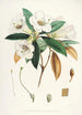 Himalaya Rhododendrons van Sikkim Pl18 - Walter Hood Fitch — weergave van het kunstwerk