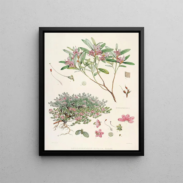 Walter Hood Fitch - The Rhododendrons of SikkimHimalaya Pl26.webp