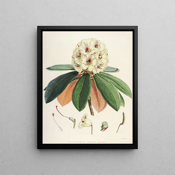 Walter Hood Fitch - The Rhododendrons of SikkimHimalaya Pl27.webp