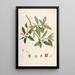 the Himalayan Rhododendrons of Sikkim Pl28 - Walter Hood Fitch — framed artwork on a wall