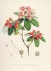 Himalaya Rhododendrons van Sikkim Pl29 - Walter Hood Fitch — weergave van het kunstwerk