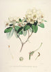 De rhododendrons van de Himalaya van Sikkim Pl30 - Walter Hood Fitch — weergave van het kunstwerk