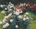 Pivoines - Wilhelm Bernatzik — weergave van het kunstwerk