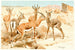 Gazelle Dorcas - Wilhelm Kuhnert — weergave van het kunstwerk