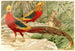 Golden Pheasants Painting - Wilhelm Kuhnert — artwork view