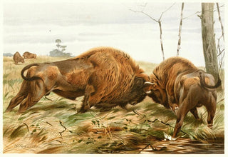 Wilhelm Kuhnert - The European Bison.webp
