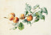 Abricots sur une branche signé - Willem Hekking — weergave van het kunstwerk