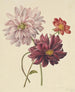 Dahlias - Willem Hekking — weergave van het kunstwerk
