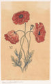 Coquelicots - Willem Wenckebach | Schilderij — weergave van het kunstwerk