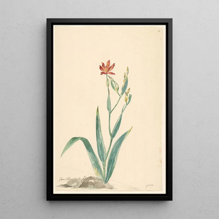 Willem van Leen - Luipaardbloem in een landschap.webp