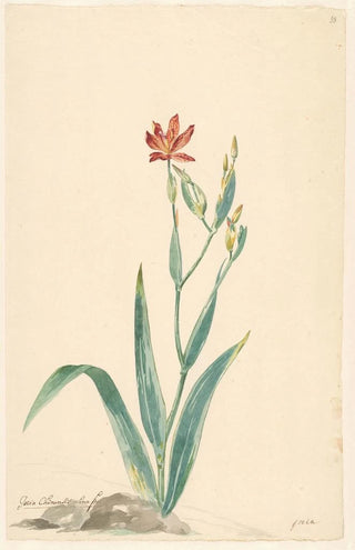 Willem van Leen - Luipaardbloem in een landschap.webp