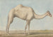 Een kameel - Willey Reveley — weergave van het kunstwerk