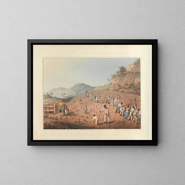 William A V Clark of Digging or rather hoeing the cane holes — framed artwork on a wall